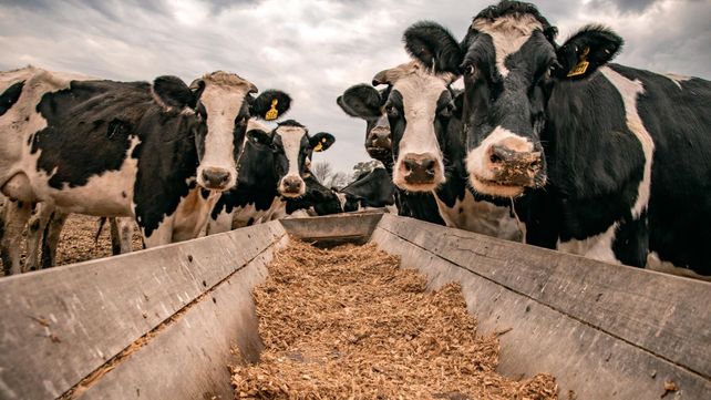 La Facultad de Veterinarias desarrolla diversos módulos productivos entre los que se destaca el de producción de leche.&nbsp; 