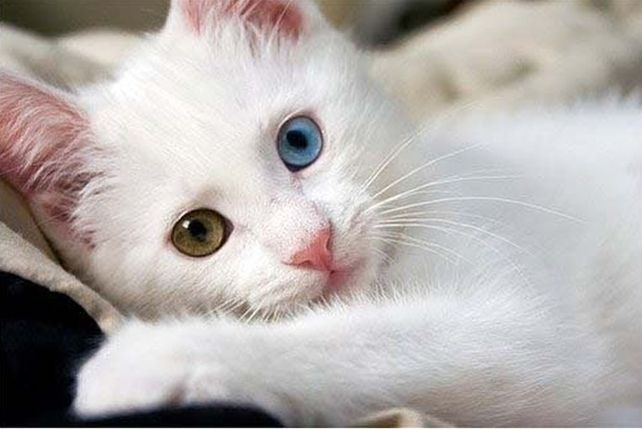 ¿Por qué hay gatos con ojos de dos colores?