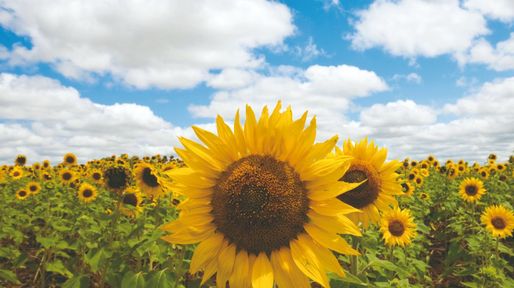 La campaña de girasol en Santa Fe alcanzó niveles récord