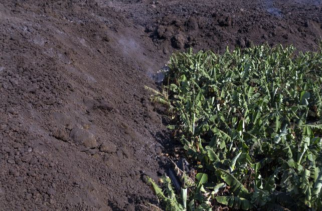 Una plantación de banano es devorada por la montaña de lava en La Palma.&nbsp;