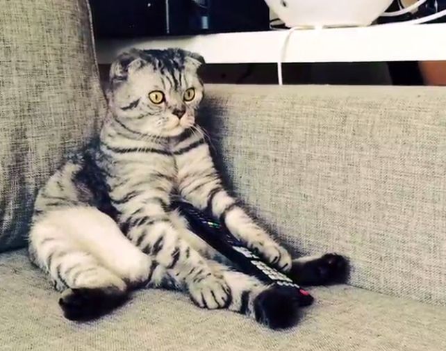 El gato se hizo famoso por sus fotos sentado como un humano.