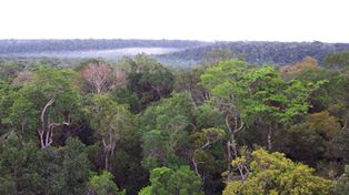 Ind&iacute;genas de Am&eacute;rica Latina acuerdan cruzada en defensa de la Amazonia