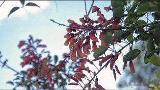 Día de la Flor Nacional: por qué se eligió el ceibo