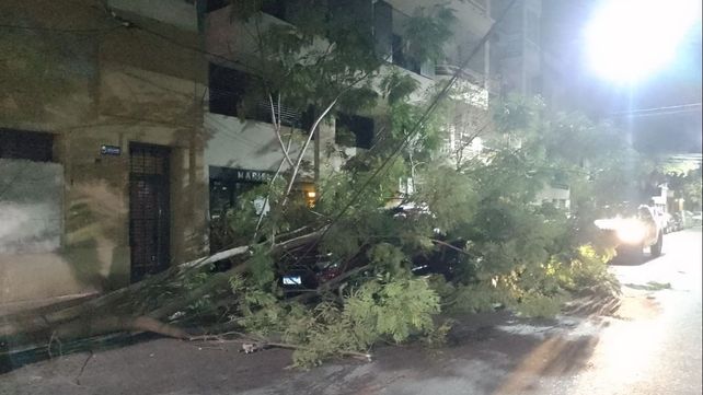 Una camioneta Fiat Toro quedó sepultada este viernes a la madrugada por las ramas que se desprendieron de un árbol producto del viento.&nbsp;