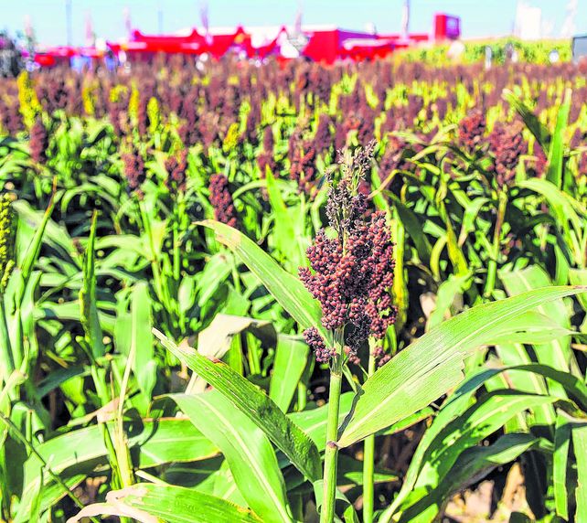 El sorgo
