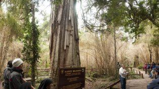 Milenario. El alerce que todos quieren ver y recibir las explicaciones de los entendidos y profesionales que mantienen en condiciones al parque nacional durante todo el año, no importa bajo qué condiciones climáticas