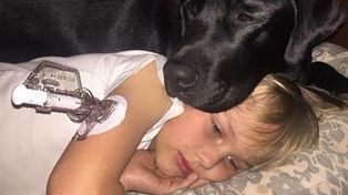 Un perro superó las barreras de la tecnología y salvó a su pequeño amo de un pico de diabetes