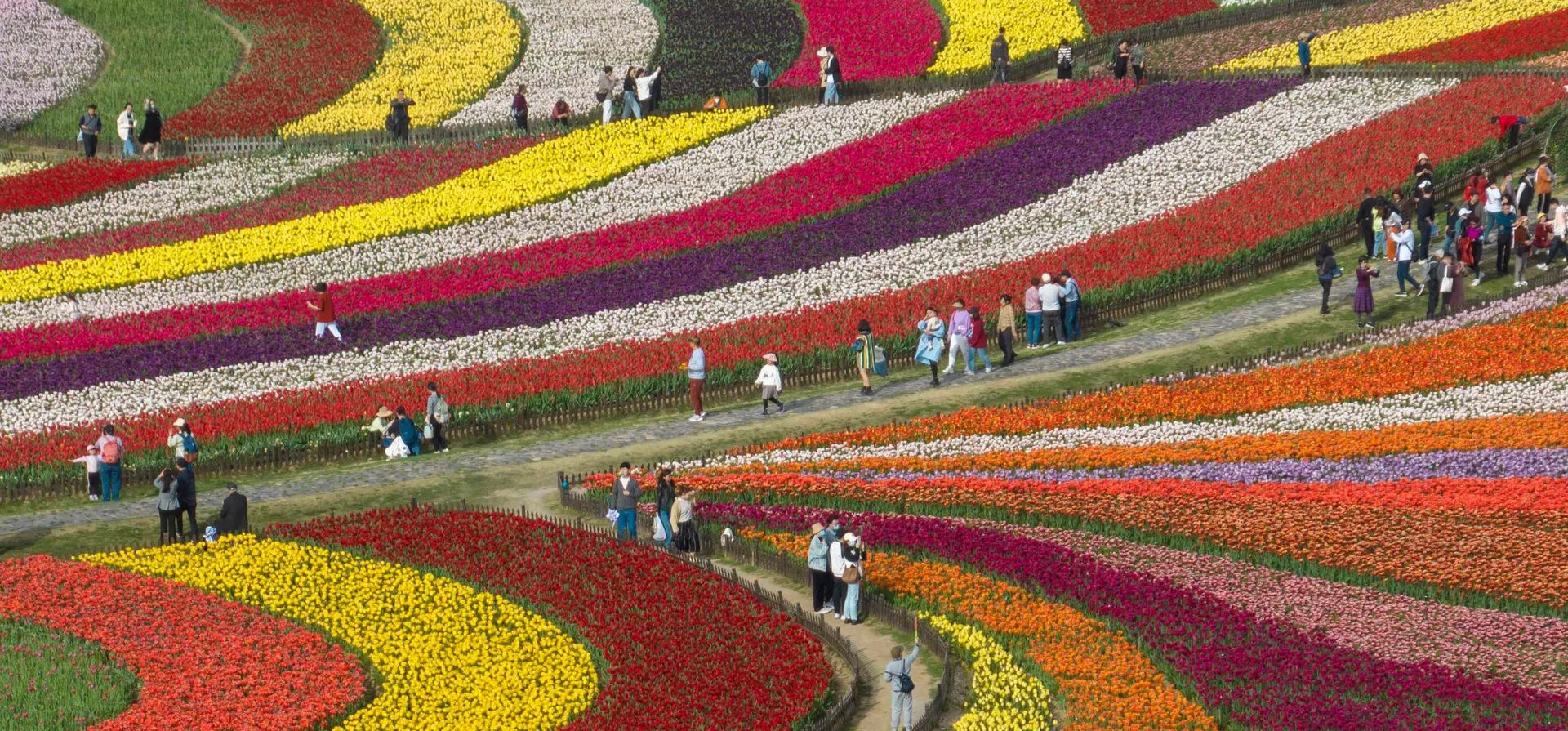 Transeúntes admiran las flores en el parque de flores Dafeng Holland en la provincia de Jiangsu, Yancheng, China. Fotografía: AFP/Getty Images