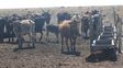 Sequía extrema: el Secretario de Agricultura de Nación visitará el norte de Santa Fe y se esperan anuncios