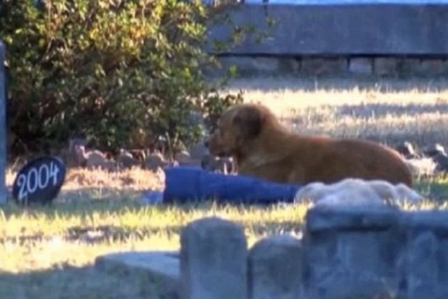 Conmueve una perra que se niega a dejar el lugar donde enterró a su cachorro