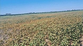 Se destinarán más de un millón de hectáreas en Entre Ríos para la campaña 2025/2026 de soja