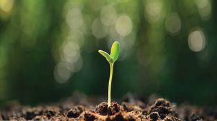 Los polifenoles son sustancias que las plantas producen para su propia defensa. Existen más de 10.000 con diferentes funciones.&nbsp;