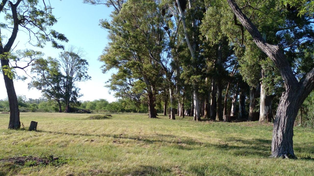 Es un proyecto que busca recuperar bosques nativos que están degradados.