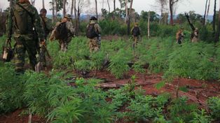 Unas 3.000 toneladas de marihuana ingresan por año al país vía Paraguay