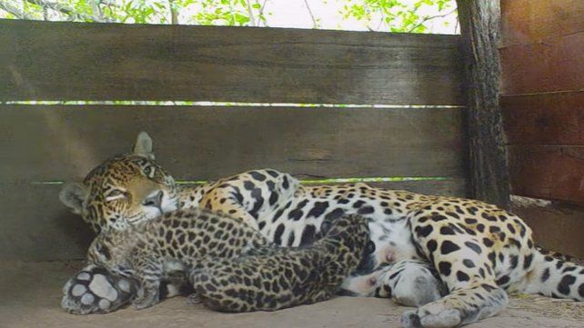 Nacieron dos ejemplares de yaguareté en El Impenetrable