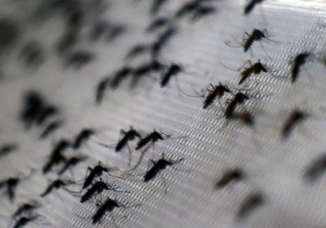 Dengue: 201 casos confirmados en la provincia de Santa Fe