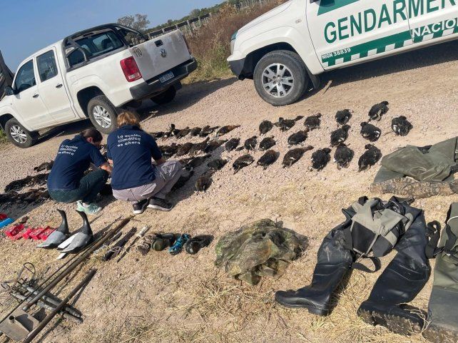 Patos muertos incautados producto de la caza indiscriminada de turistas franceses de la mano de una empresa no inscripta en Santa Fe.