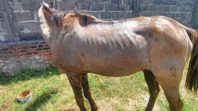 Rescatan otro caballo herido, desnutrido y deshidratado