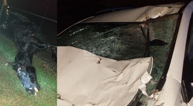 El caballo suelto que produjo accidente.