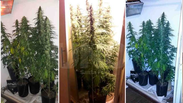 Se peleó con su novio y denunció a la Policía que él tenía plantas de marihuana en su casa