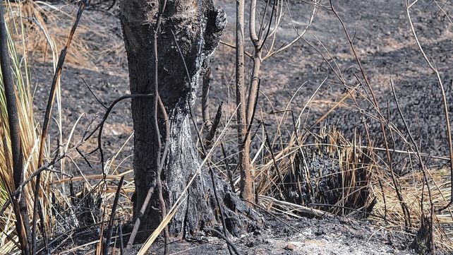 El calor cala hondo en los troncos como en las raíces.