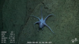Investigadores del Conicet de diversas partes del país se encuentran estudiando la biodiversidad marina en el Cañón de Mar del Plata.