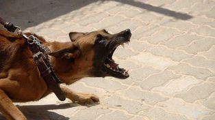 Imputan por homicidio culposo a la dueña de perros que mataron a un anciano