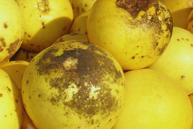 Cítricos: controlan la plaga de mosca negra con productos biodegradables