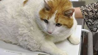 Murió el gato más gordo del mundo