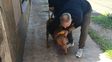 Rescataron en la zona norte a un perro abandonado en una terraza: tenía las patas delanteras amputadas