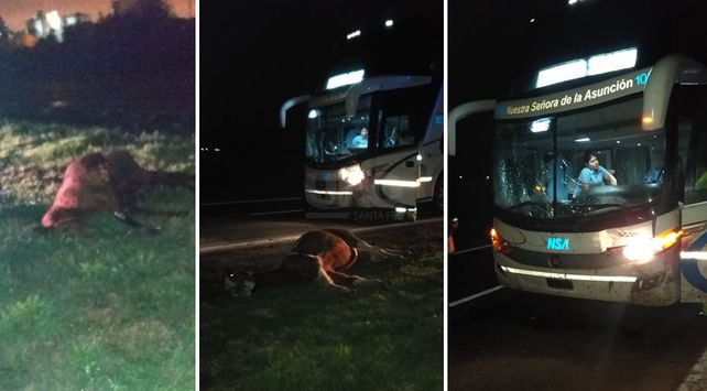 accidente caballos autopista