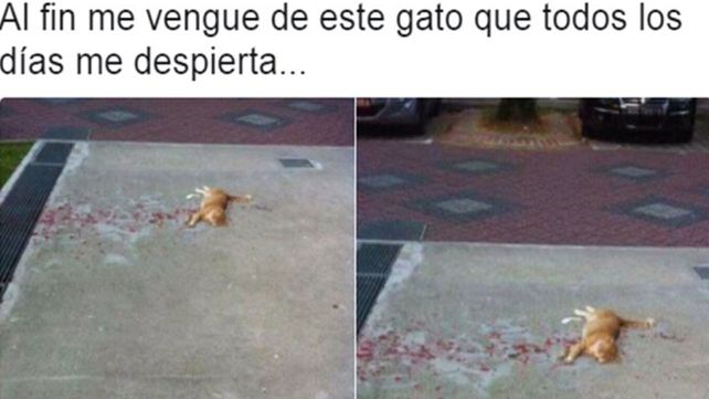 Masacró a un gato, subió fotos a Twitter y estalló... la risa