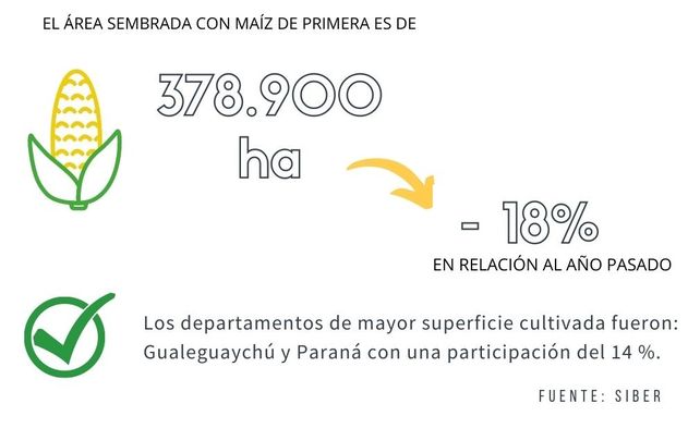 Entre Ríos: se cortó la racha de seis años de expansión del área de maíz de primera