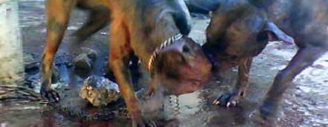 Macabro: un joven filmaba como su pitbull mataba a otros perros callejeros