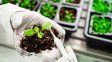 El mercado de bioinsumos crece al 10,9% anual