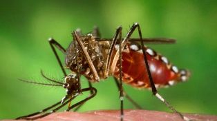 El mosquito que puede transmitir dengue ya circula en todos los barrios de Rosario&nbsp;