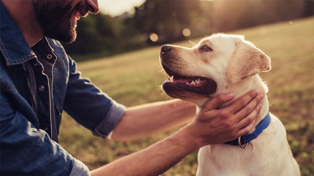 Los perros podrán ser adoptados a través de una plataforma.