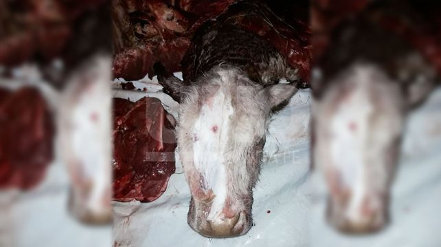 Apresaron a una pareja de cuatreros con un novillo robado y faenado