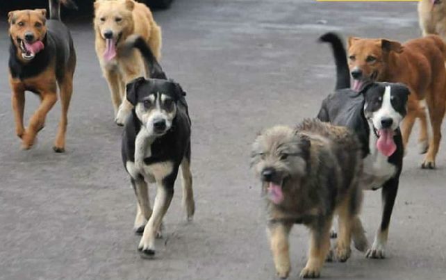 Denuncian la muerte de cien perros por intoxicación con un agrotóxico en Corrientes