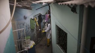 La OMS declaró la emergencia sanitaria global por el virus del zika