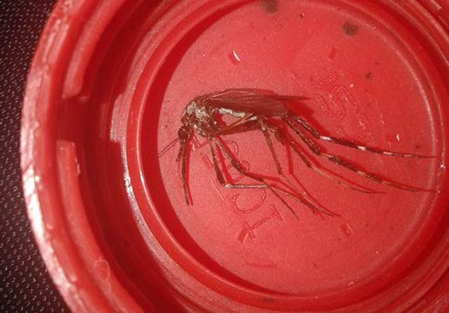 Apareció un mosquito gigante en Barrancas