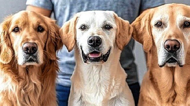 El Festival Animal será este sábado en la Sala Mayo