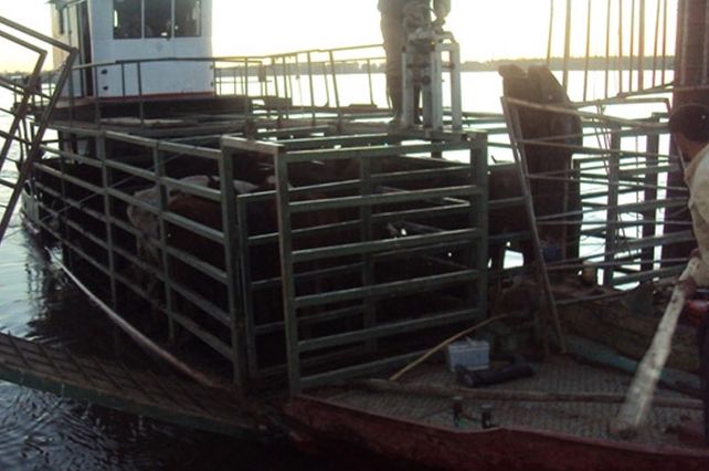 El traslado del ganado