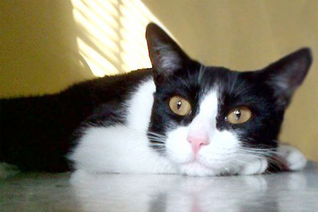 Relevaron al menos 15 colonias de gatos y saldrán a castrarlos para frenar la superpoblación