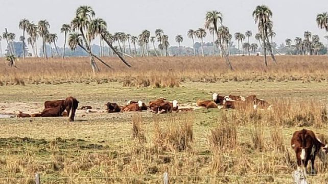 Incertidumbre. La crisis climática requiere la mirada atenta de los profesionales del agro.