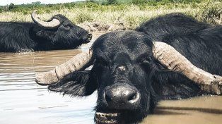 Proteccionistas riojanos cuestionan a santuario de Colón, Entre Ríos, por el estado de 36 animales trasladados desde esa provincia.