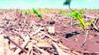 El Niño se afirma y hay otro verde en el campo
