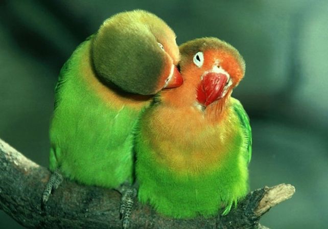 Las aves también se enamoran y cuando eso sucede son más proclives a procrear