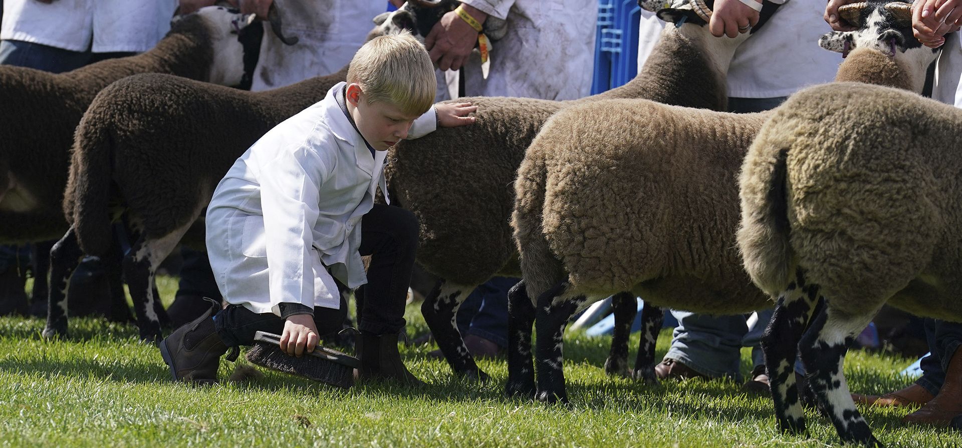 Un joven peón ve a sus ovejas de cara negra mientras son juzgadas en el ring en el Royal Highland Centre en Ingliston, Edimburgo, el primer día del Royal Highland Show, el jueves 22 de junio de 2023. (Andrew Milligan/PA vía AP) Un joven peón ve a sus ovejas de cara negra mientras son juzgadas en el ring en el Royal Highland Centre en Ingliston, Edimburgo, el primer día del Royal Highland Show, el jueves 22 de junio de 2023. (Andrew Milligan/PA vía AP)