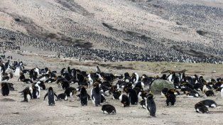Una isla hedionda era récord en cantidad de pingüinos, pero desapareció el 60 %
